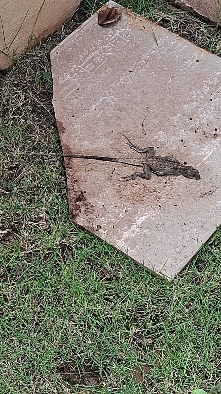 Field Inspection Result for Termite and Pest Eradication in Islamabad